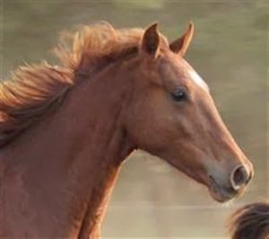 Bellhaven Horse Stud |  | 1296 Eumundi - Kenilworth Rd, Belli Park QLD 4562, Australia | 0438551518 OR +61 438 551 518