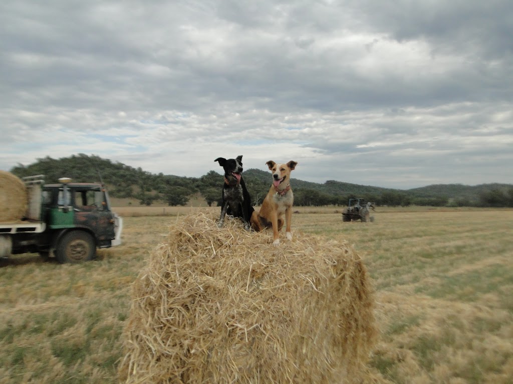 Mayo Livestock | 3572 Riverton Rd, Watsons Crossing QLD 4385, Australia | Phone: (07) 4653 5127