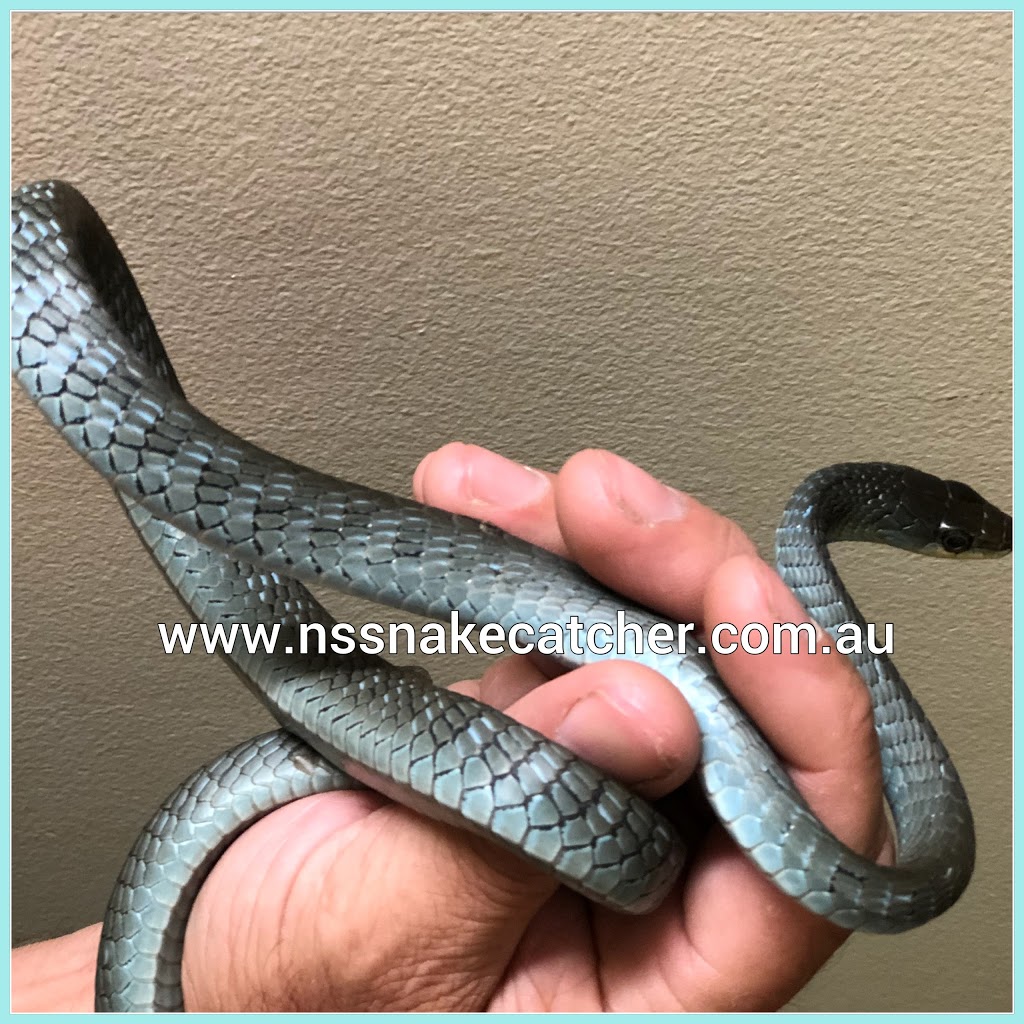 N&S Snake Catcher & Wildlife Demonstrations - Reptile Parties Ip | school | 82 Queen St, Goodna QLD 4300, Australia | 0415136941 OR +61 415 136 941