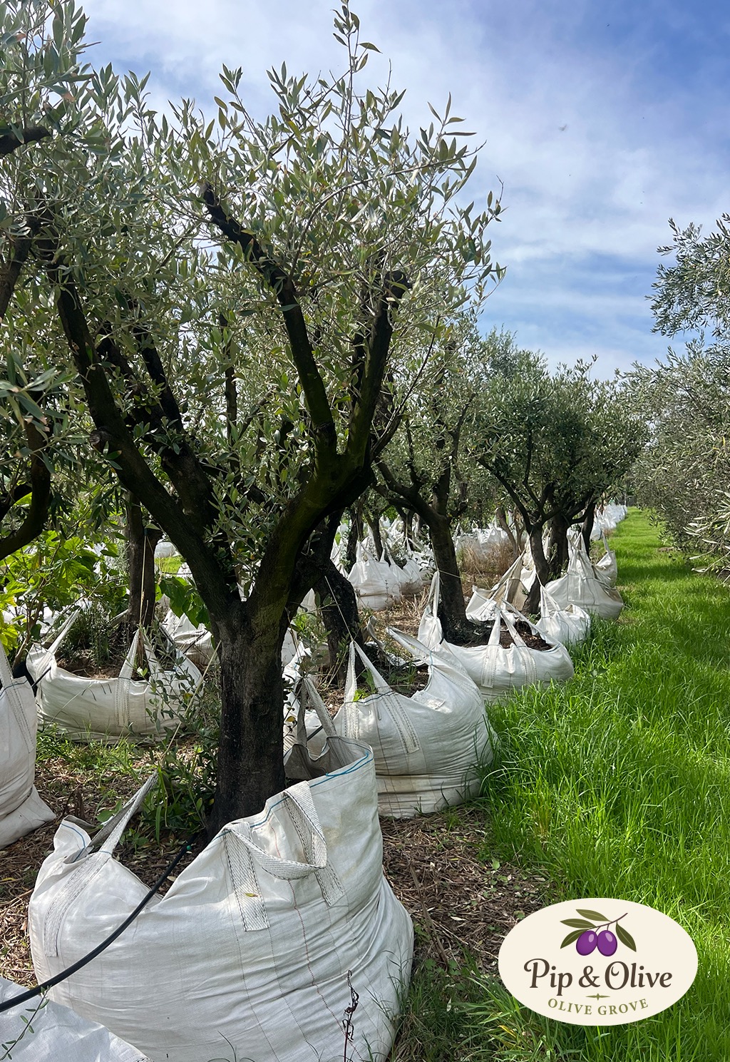 Pip and Olive - Olive Grove | 38 Cross Rd, Devon Meadows VIC 3977, Australia | Phone: 0419 560 971