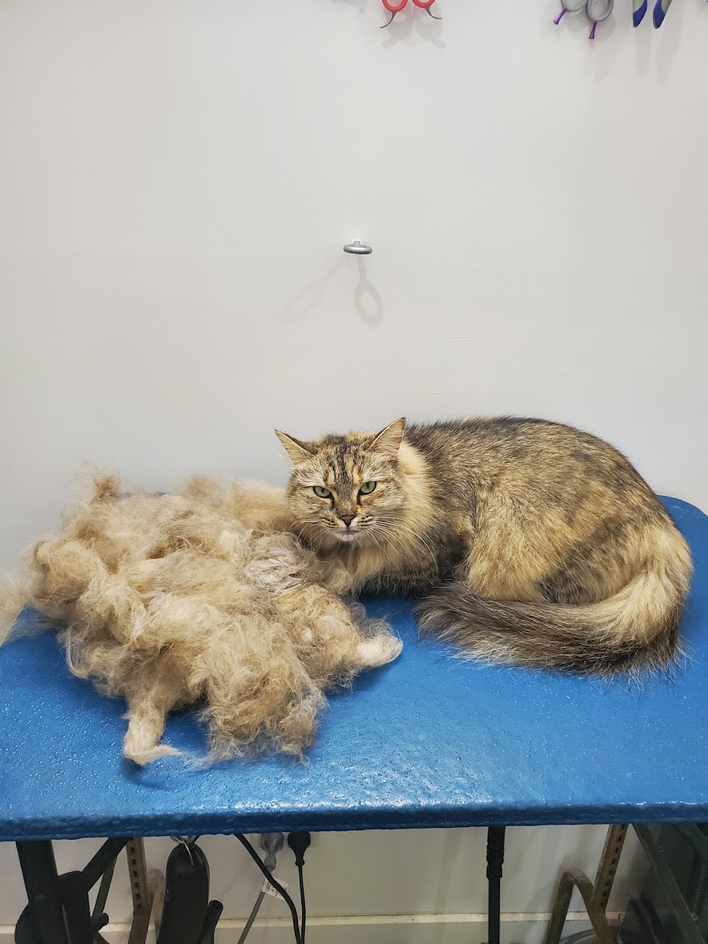 Nose 2 Tail | 11 Bindleys Rd, Mount Crosby QLD 4306, Australia | Phone: 0403 159 571