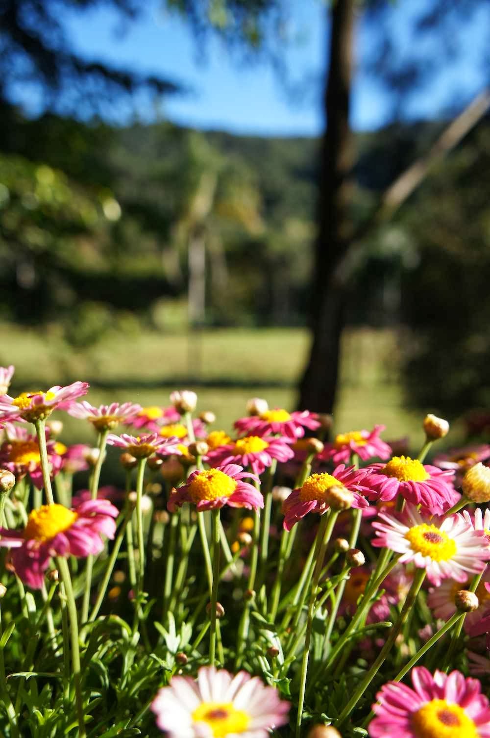 Currumbin Valley Harvest | natural feature | 1380 Currumbin Creek Rd, Currumbin Valley QLD 4223, Australia | 0755330309 OR +61 7 5533 0309