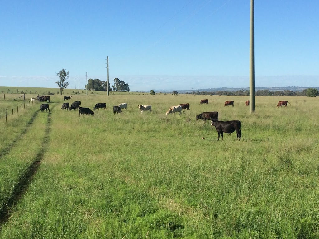 David Carter Professionals Crown Property & Livestock | 56 Barton St, Scone NSW 2337, Australia | Phone: 0438 453 172