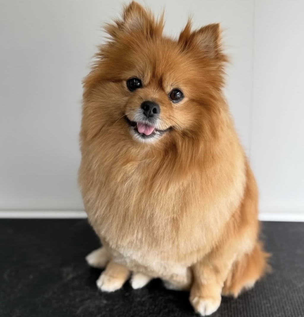 Bark Avenue Dog Grooming | 6 East St, Blakehurst NSW 2221, Australia | Phone: 0423 206 208