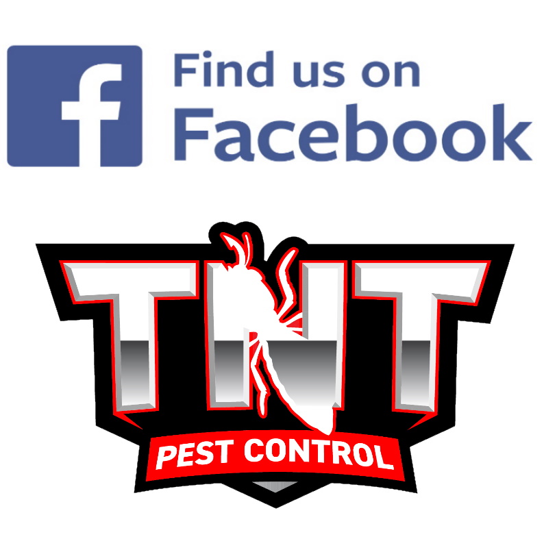 TNT Pest Control | home goods store | 20-22 Gheko Ridge Rd, Elimbah QLD 4516, Australia | 0498020579 OR +61 498 020 579