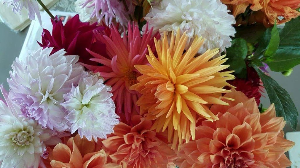 Country Dahlias | 195 Mathisons Rd, Winchelsea VIC 3241, Australia | Phone: (03) 5267 2389