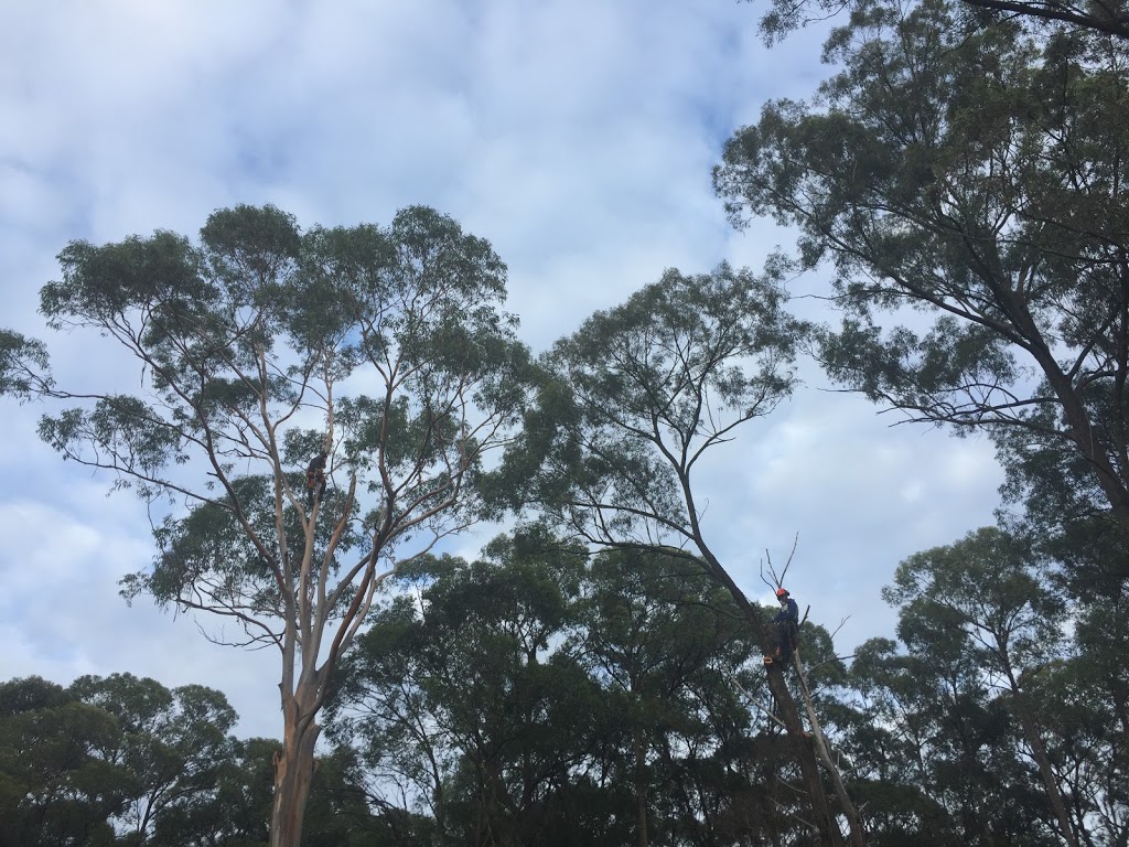 Complete tree worx | Pox 7226, Wilberforce NSW 2756, Australia | Phone: 0421 770 859