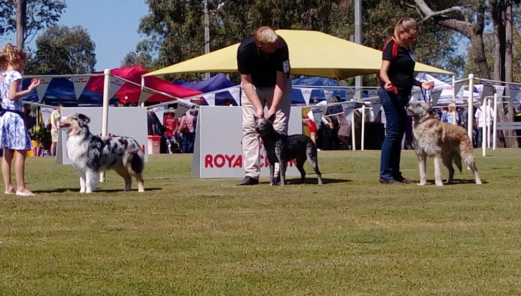 Dogs Queensland | 247 King Ave, Durack QLD 4077, Australia | Phone: (07) 3252 2661