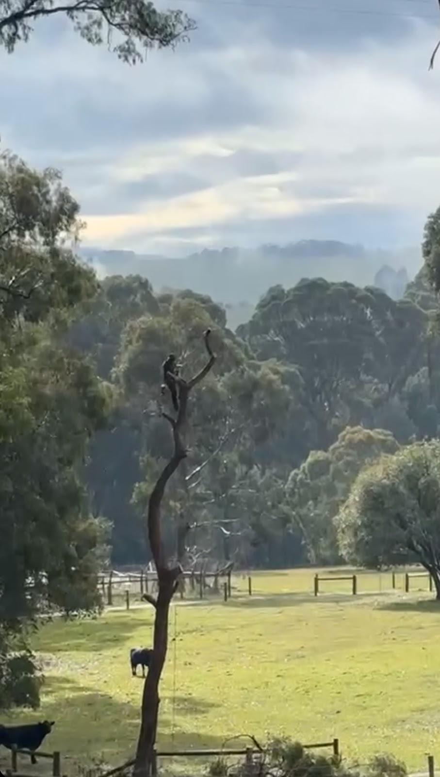 Coopers Trees | Main St, Gembrook VIC 3783, Australia | Phone: 0488 059 902