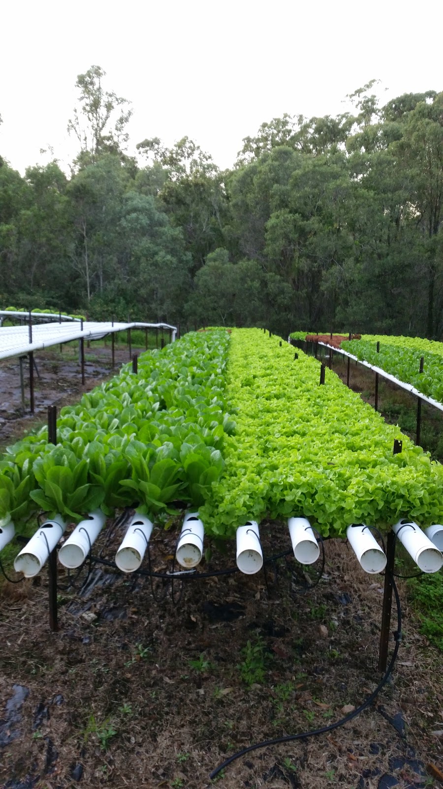 Raintree County Hydroponic Farms | 107 Hansen Rd, Yugar QLD 4520, Australia | Phone: 0417 716 662