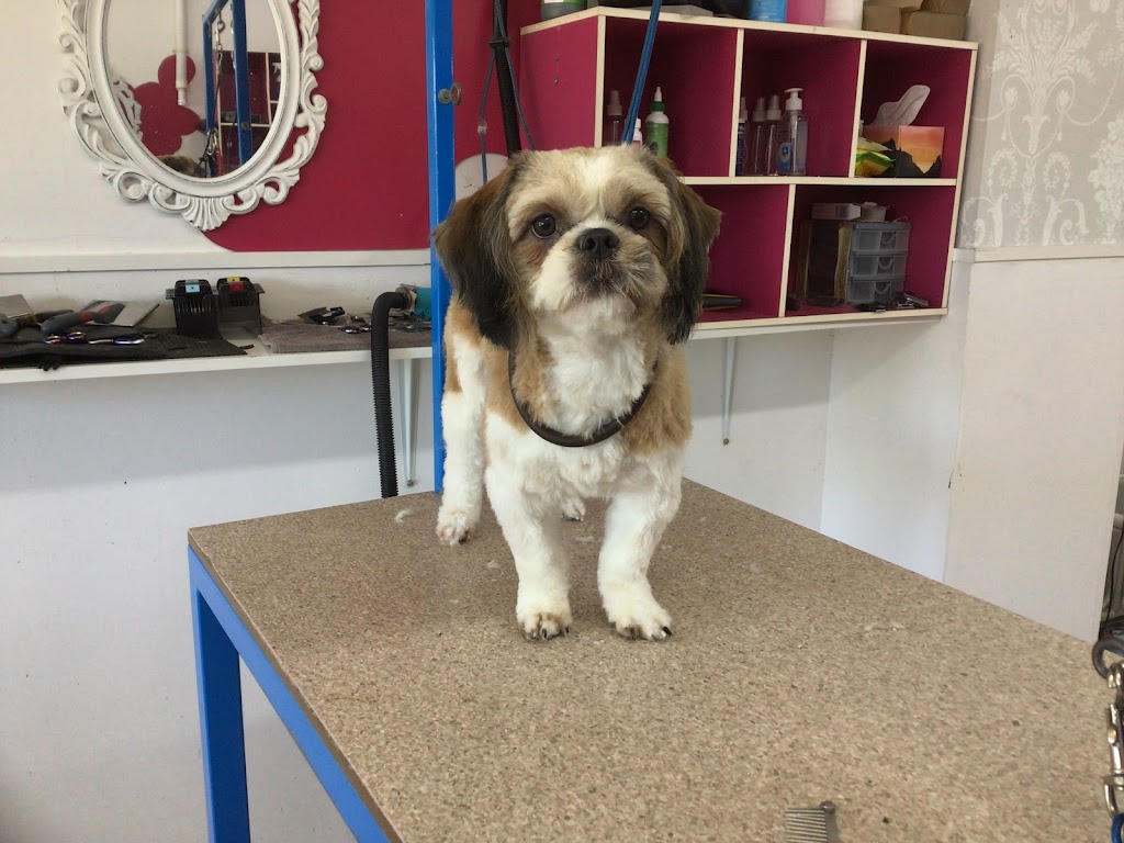 The Puppy Parlor Grooming Salon | Shop 1/727 Nicklin Way, Currimundi QLD 4551, Australia | Phone: 0419 888 681