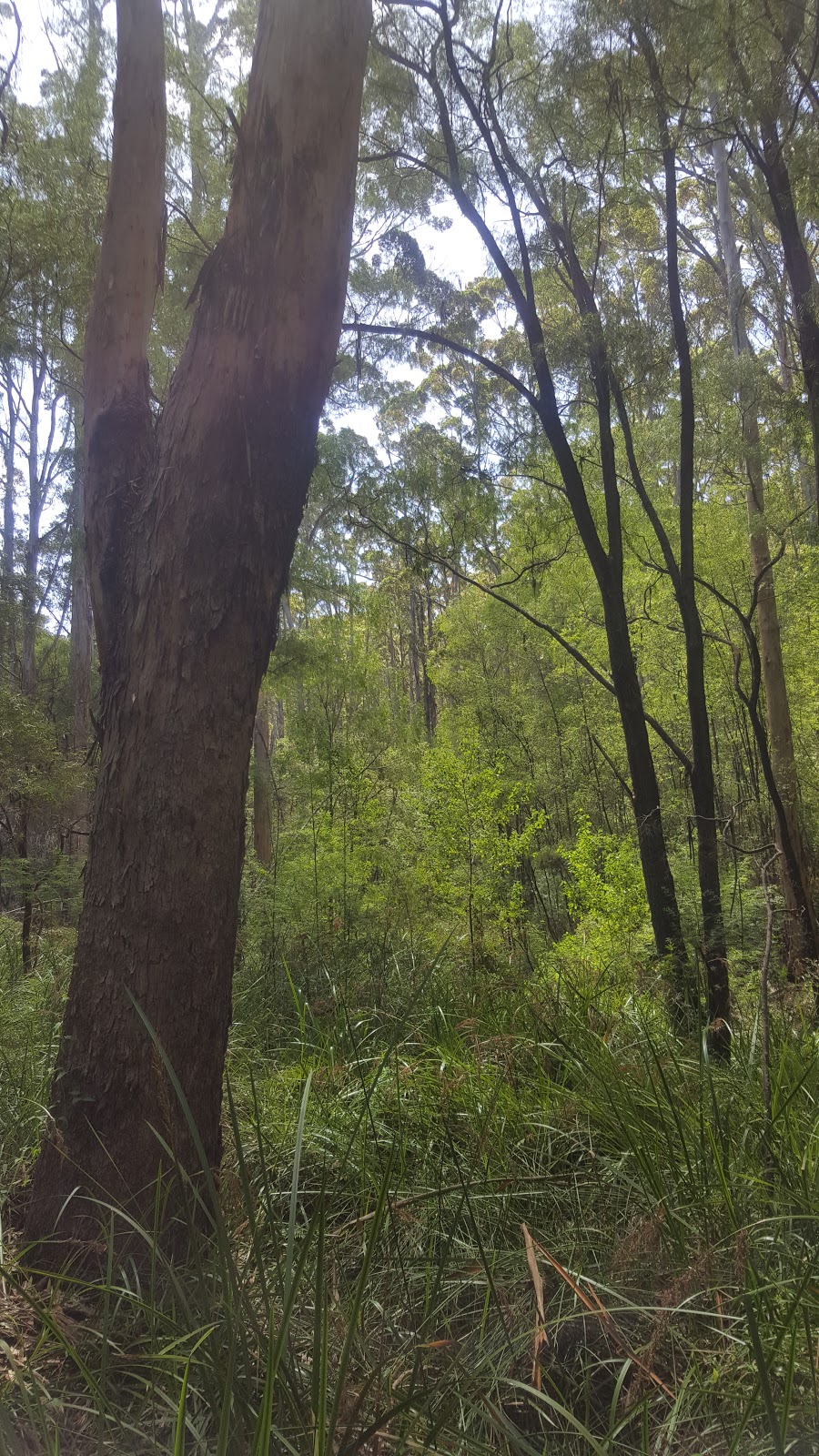 Harewood Forrest Walk Trail | park | Scotsdale WA 6333, Australia