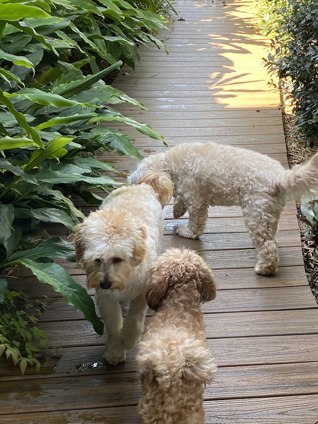 Oodles Of Fun Dog Boarding and Day Care | Mount Hutton NSW 2290, Australia | Phone: 0407 142 123