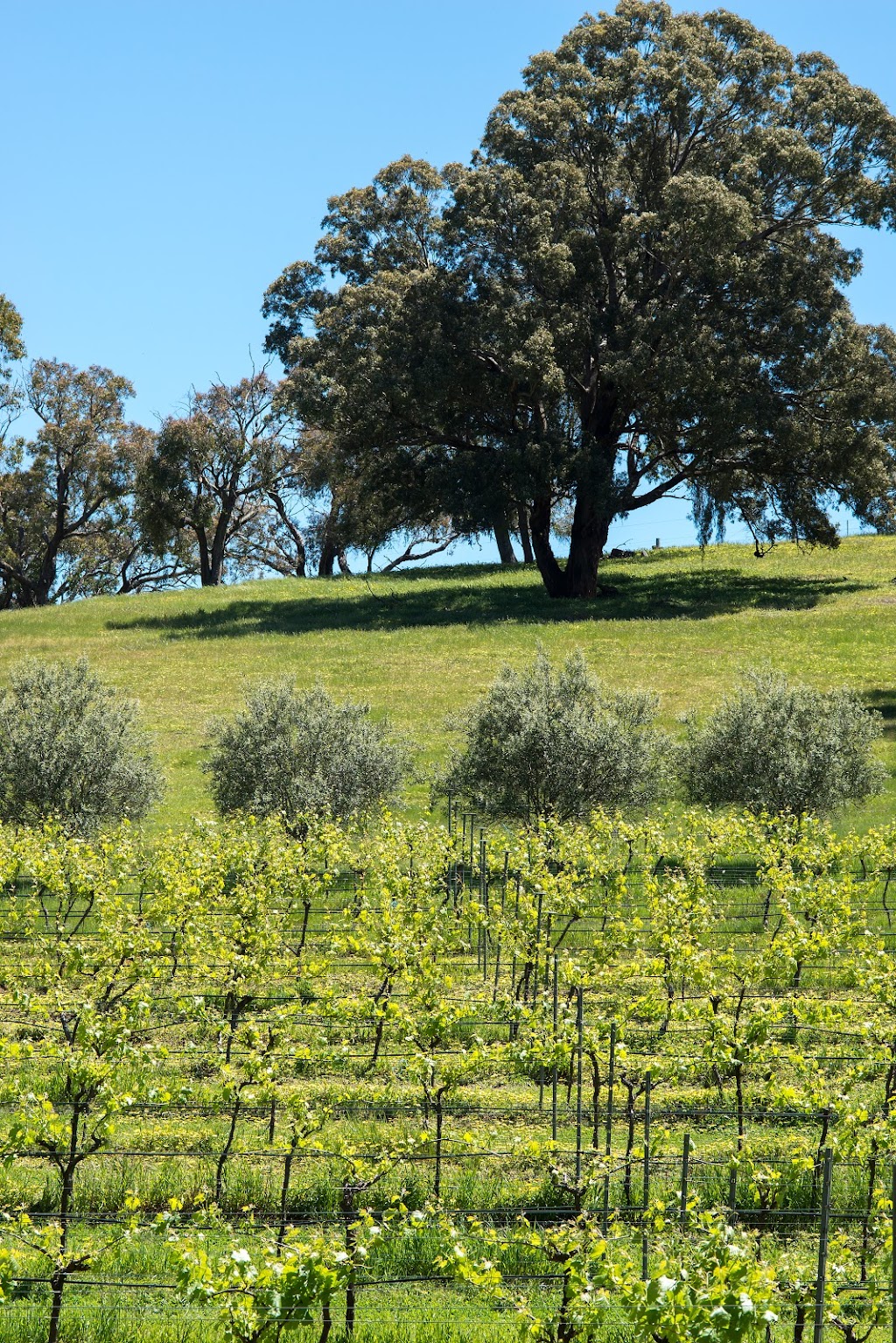 Mountainside Wines Pty Ltd | 197 Mount Cole Rd, Warrak VIC 3377, Australia | Phone: (03) 5354 3279