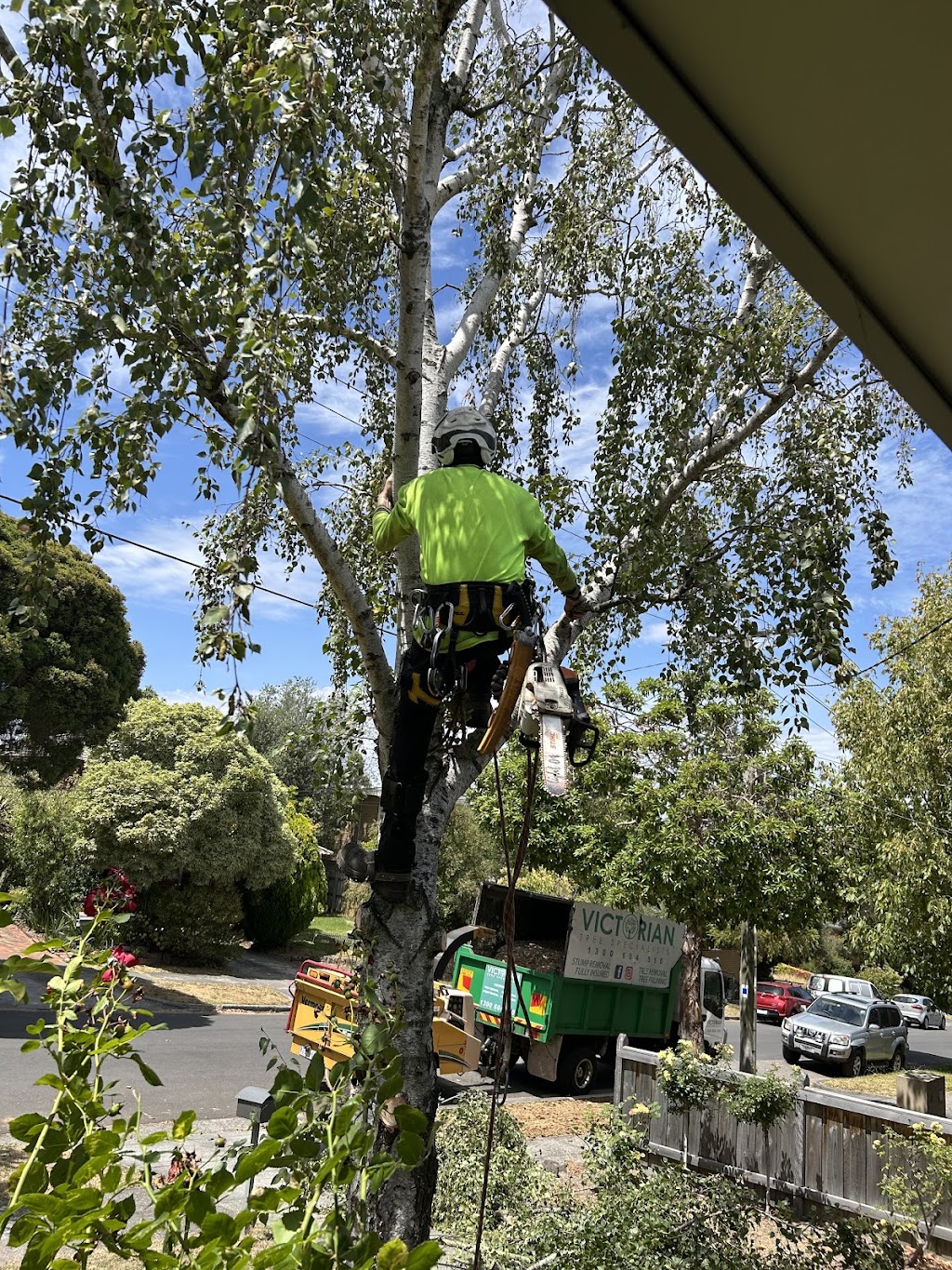 Victorian Tree Specialists | 281 Blackburn Rd, Blackburn South VIC 3130, Australia | Phone: 1300 604 510