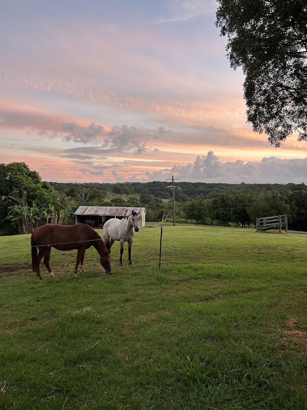 Equine Assisted Therapy at Bunyarra Farm | 690 Cowlong Rd, Eltham NSW 2480, Australia | Phone: 0402 362 169