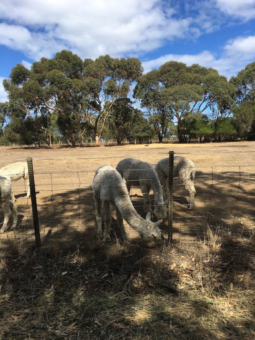 Kurrawa Alpacas | 1330 Anglesea Rd, Bellbrae VIC 3228, Australia | Phone: (03) 5261 3714