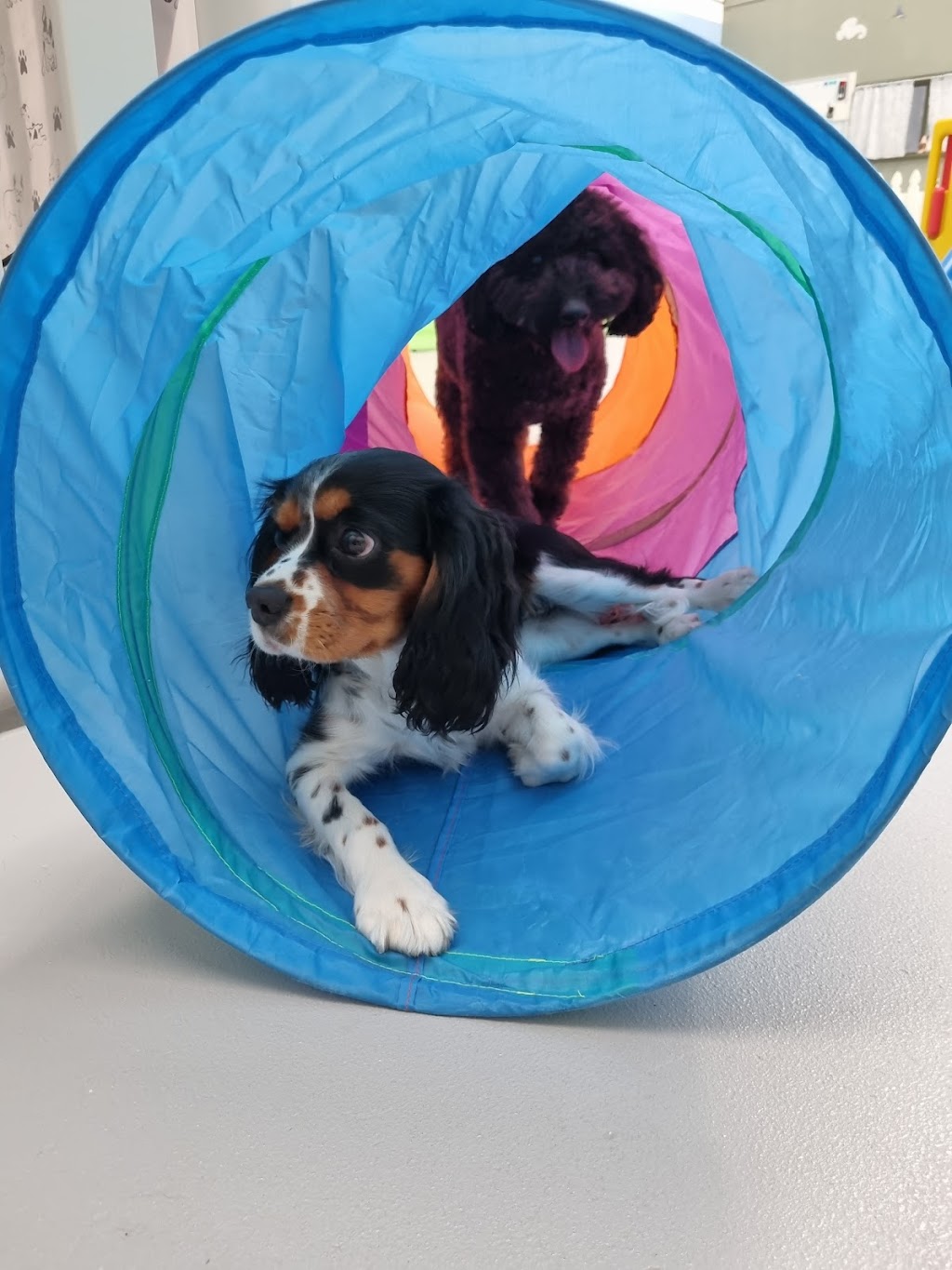 Simply Paws Daycare For Dogs | 1/13 Yandina Rd, West Gosford NSW 2250, Australia | Phone: 0415 838 082