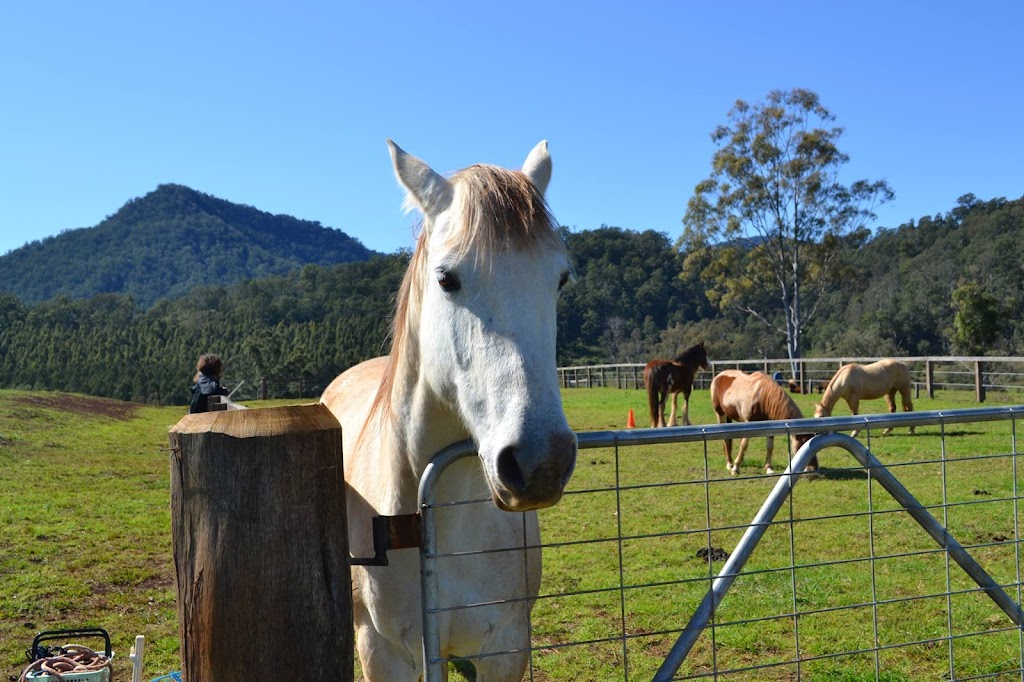 Northern Rivers Equine Assisted Psychotherapy | health | 1202 Gradys Creek Rd, Loadstone NSW 2474, Australia | 0406545652 OR +61 406 545 652