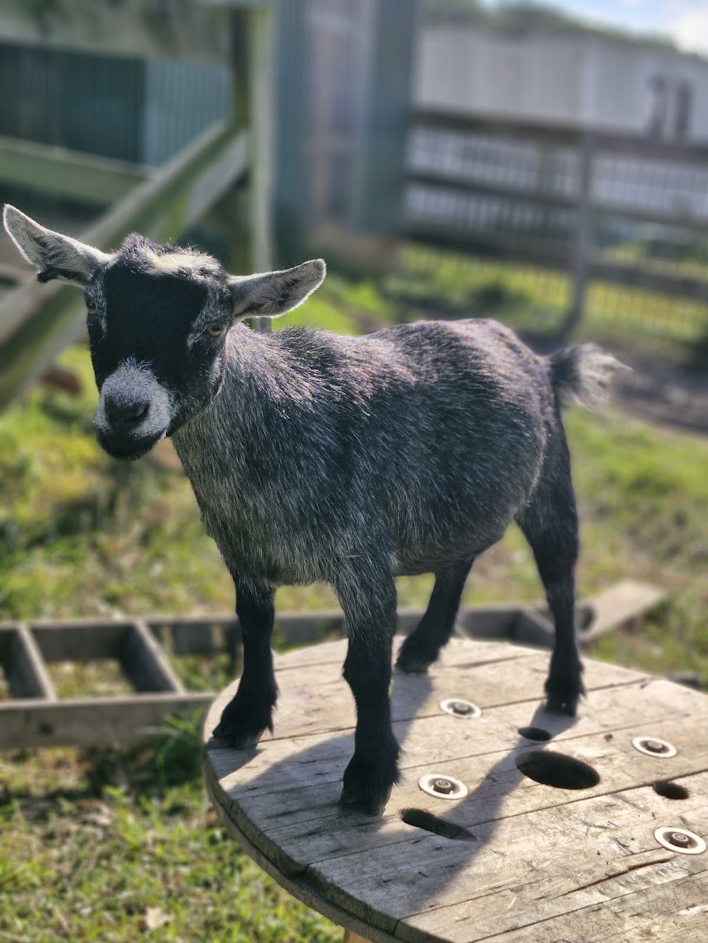 Calm The Farm Albion Park | 83 East West Link, Croom NSW 2527, Australia | Phone: 0402 241 933