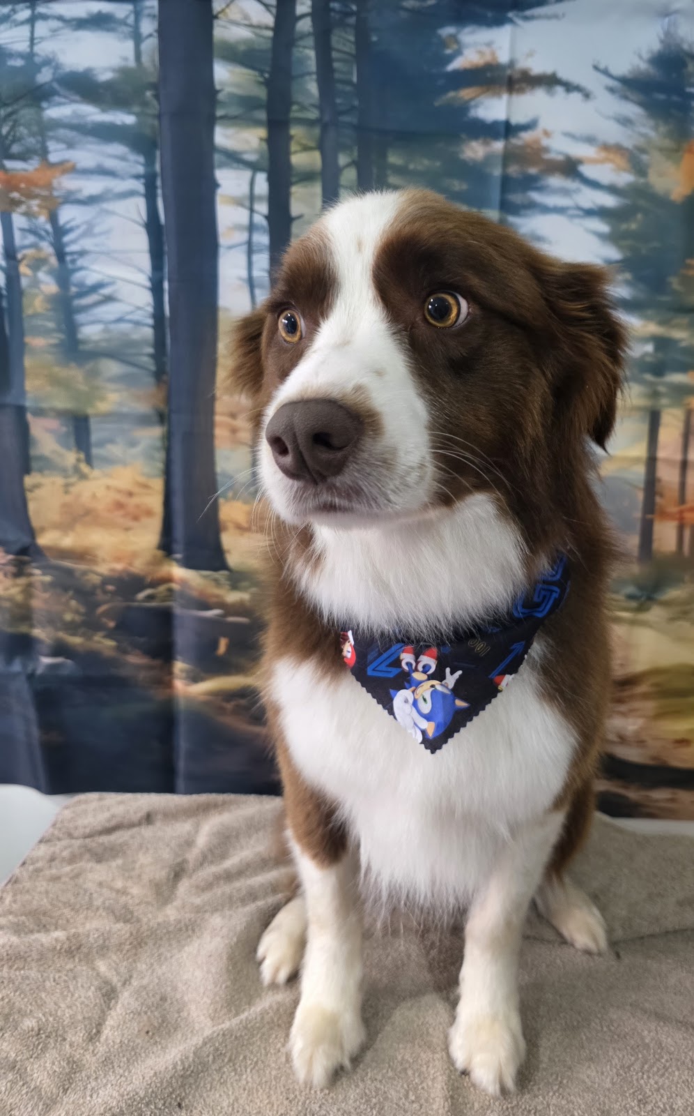 Prime Paws Grooming Salon | 600 Bitcon Rd, Toolamba West VIC 3614, Australia | Phone: 0411 782 190