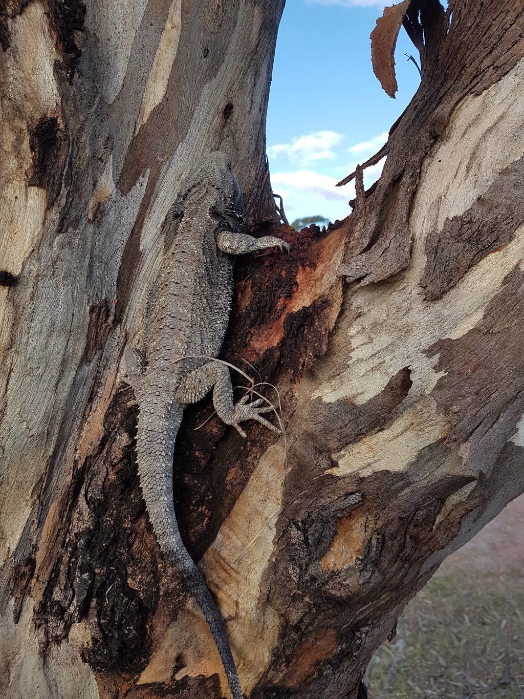 Lake Leslie Tourist Park | 113 Saddledam Rd, Leslie Dam QLD 4370, Australia | Phone: (07) 4661 9166