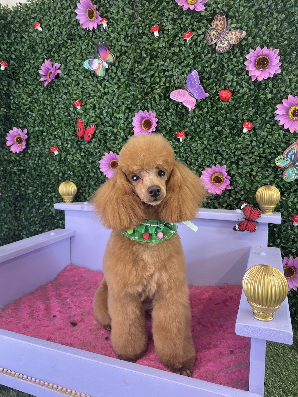 Grooming with Elyse | 235 Cabbage Tree Rd, Williamtown NSW 2318, Australia | Phone: 0493 139 786