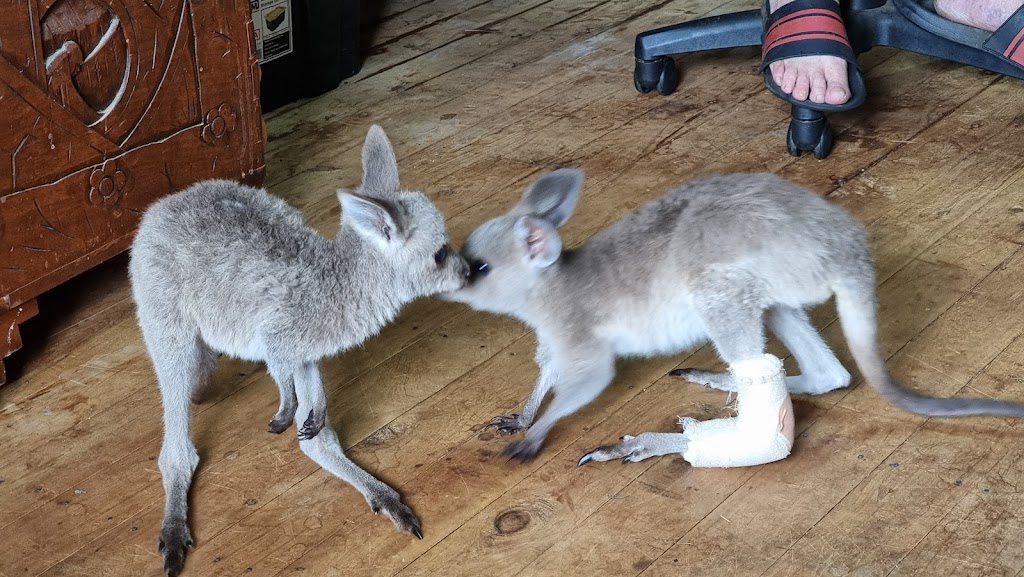 Warrego Wildlife Rescue Rehabilitation & Education Inc. | Redford Rd, Mungallala QLD 4467, Australia | Phone: 0475 095 577
