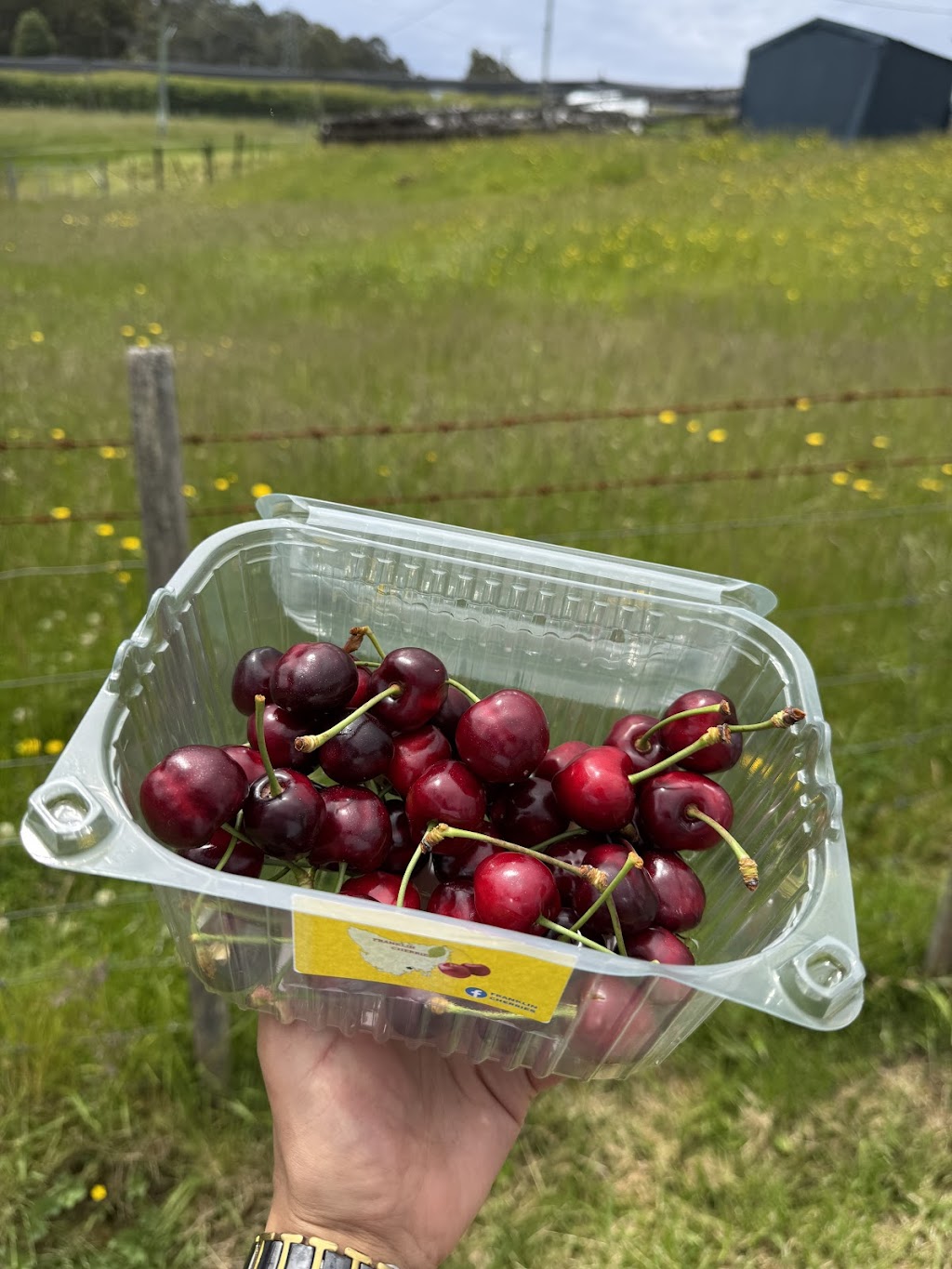 Franklin Cherries- Tasmania | 80 Maxfields Rd, Franklin TAS 7113, Australia | Phone: 0417 595 300