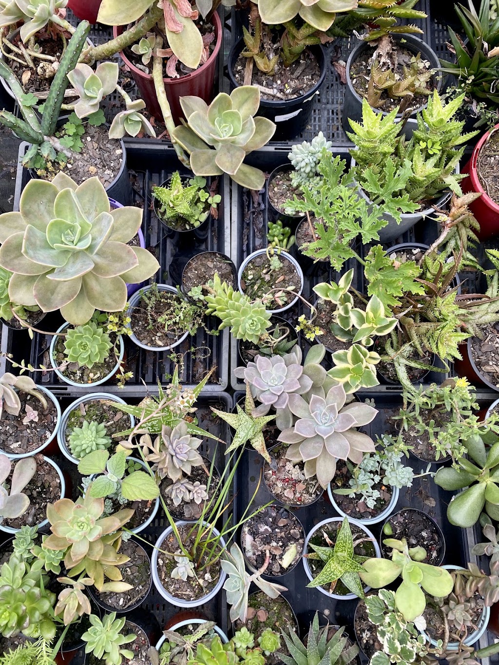 Issies Succulents | 2340 Old Gympie Rd, Glass House Mountains QLD 4518, Australia | Phone: 0408 451 654