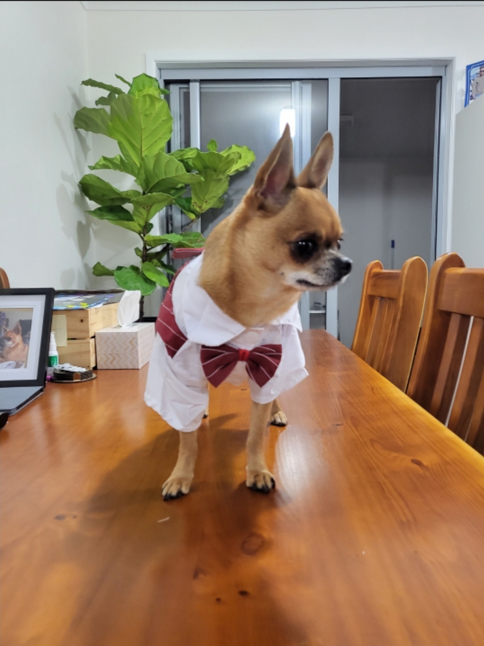 Valhalla Dog Grooming | 26 Rees James Rd, Raymond Terrace NSW 2324, Australia | Phone: 0403 564 188