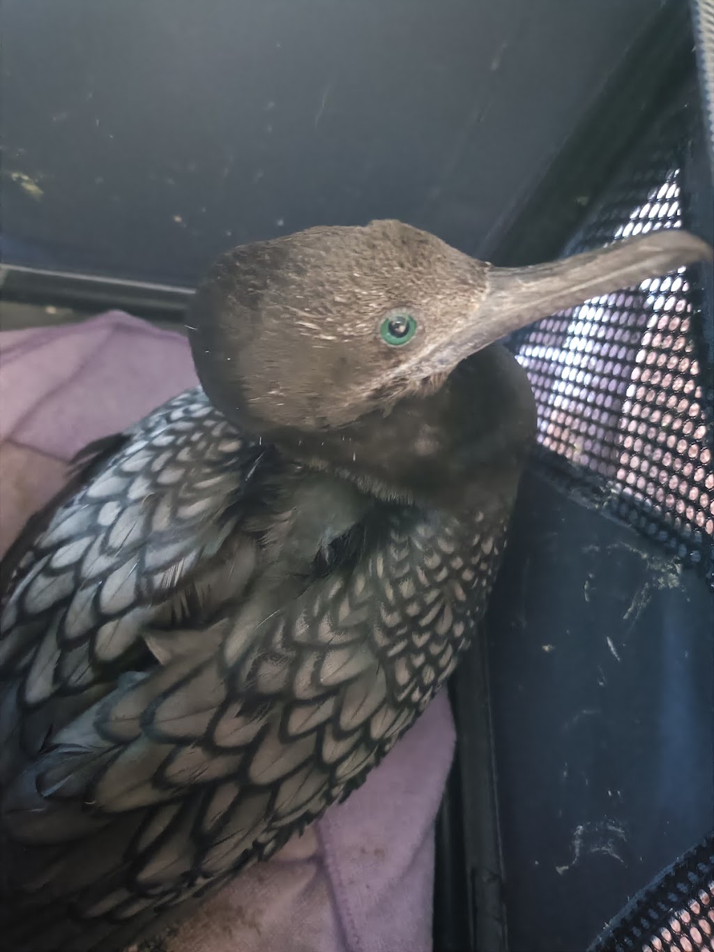 Woorinen South Wildlife Shelter | 66 Palmer St, Woorinen South VIC 3588, Australia | Phone: 0408 122 863