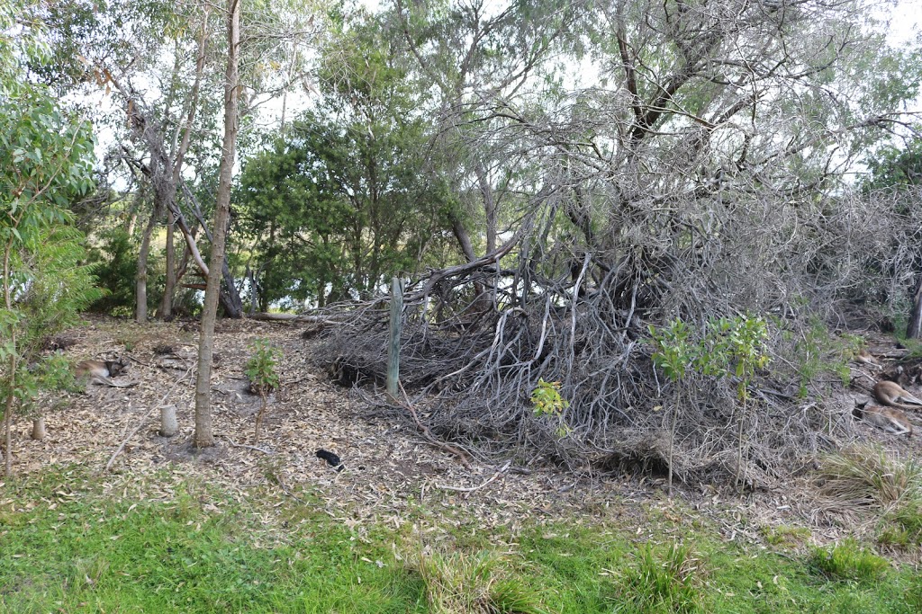 Yanchep National Park | park | Yanchep Beach Rd &, Indian Ocean Dr, Yanchep WA 6035, Australia | 0893037759 OR +61 8 9303 7759