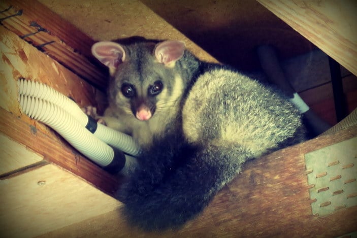Humane Possum Removal Craigieburn | home goods store | 54 Bridgehaven Dr, Craigieburn VIC 3064, Australia | 0361450197 OR +61 3 6145 0197