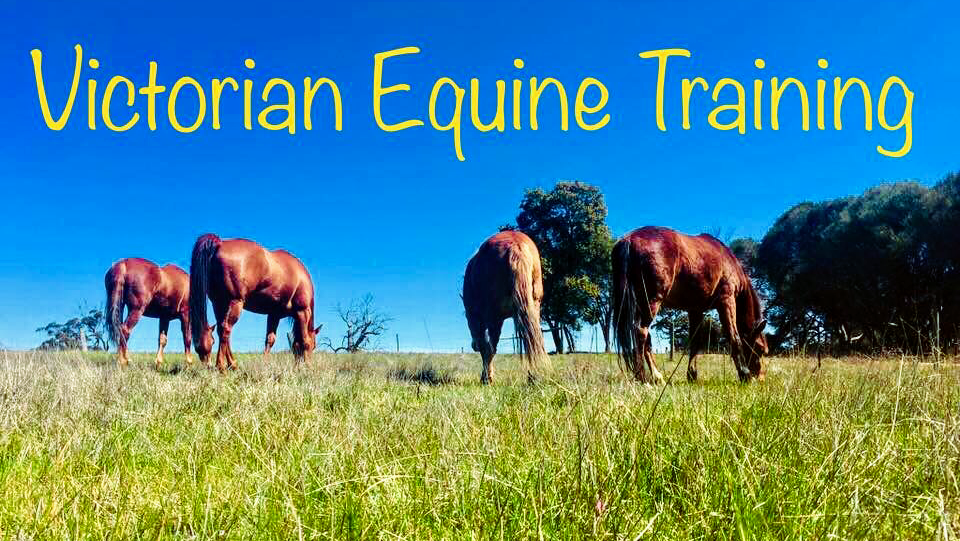 Victorian Equine Training | 35 Crosier Rd, Happy Valley VIC 3360, Australia | Phone: 0422 609 571