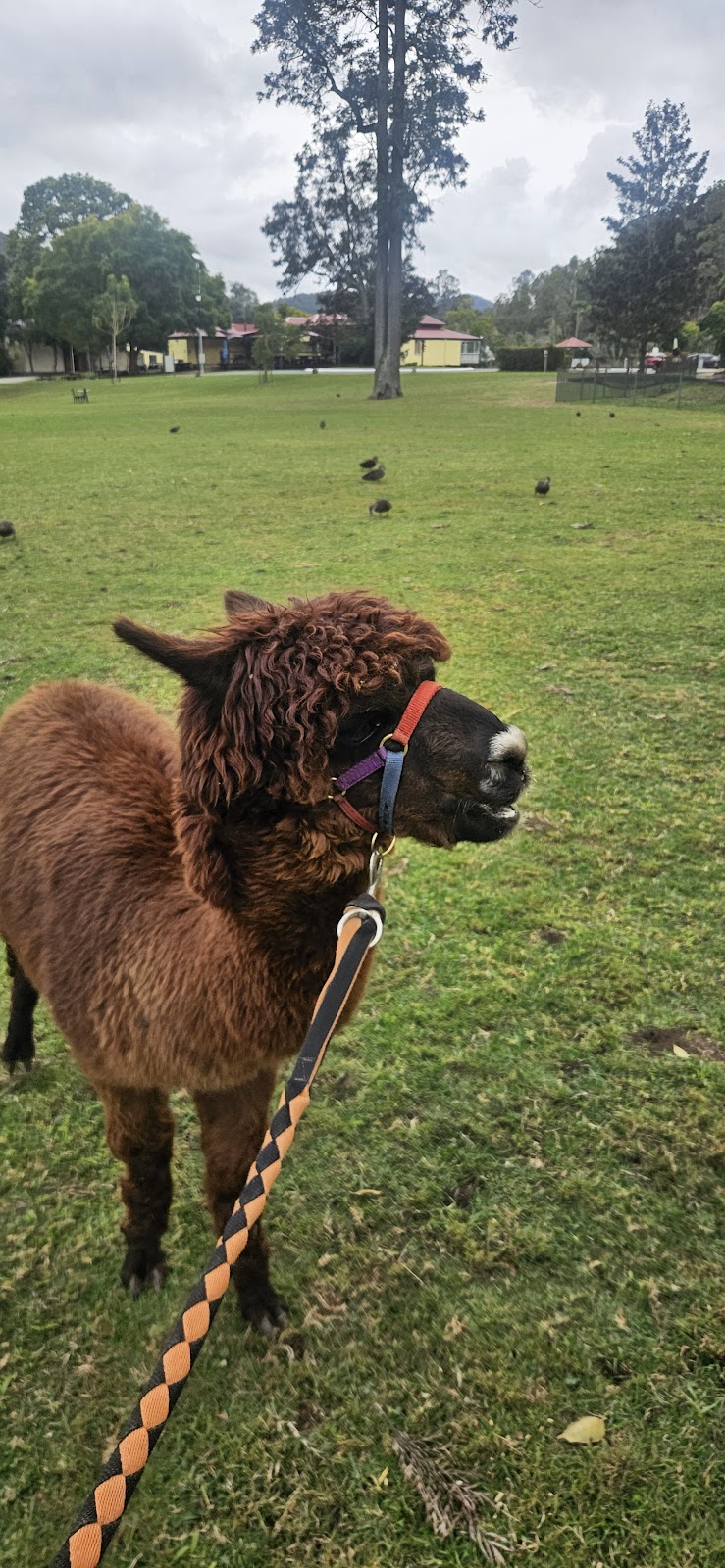 Mountview Alpaca Farmhouse | 679 Lamington National Park Rd, Canungra QLD 4275, Australia | Phone: 0490 973 865