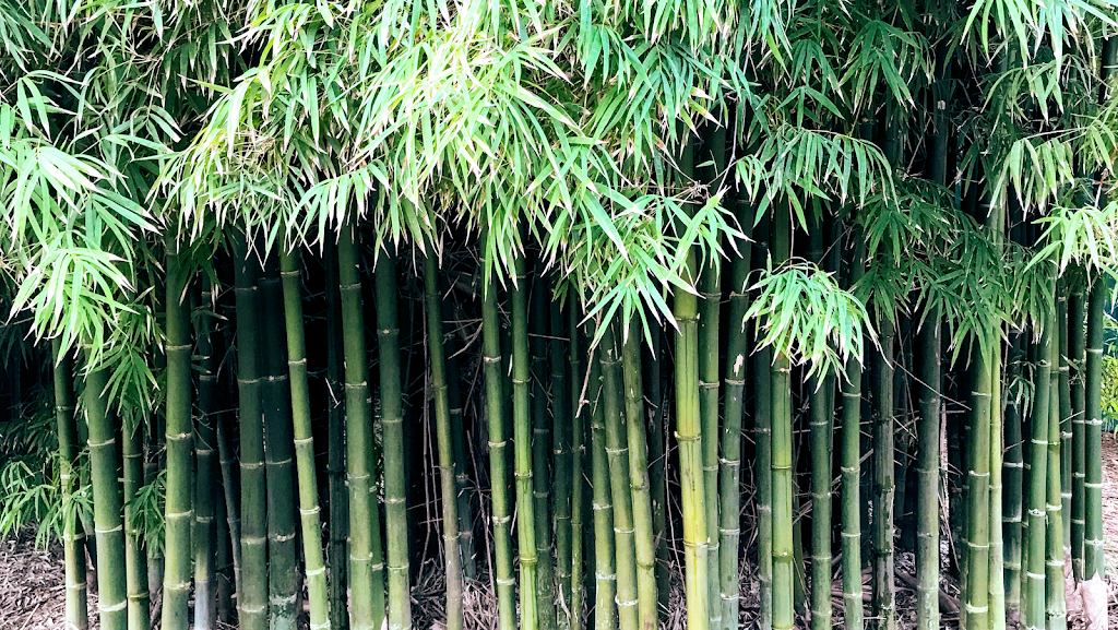 Bamboo World Nursery |  | 1053 Teven Rd, Tuckombil NSW 2477, Australia | 0266286988 OR +61 2 6628 6988