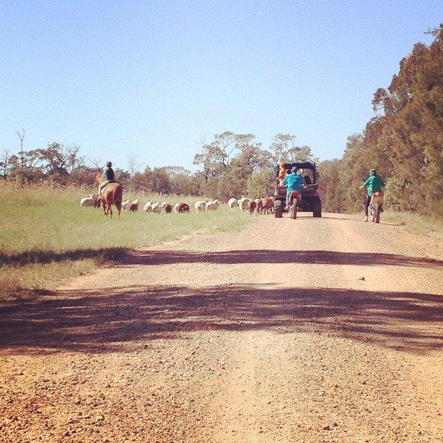 Laffy Family Farms | 132 Millers Easement Rd, Ducklo QLD 4405, Australia | Phone: (07) 4663 8149