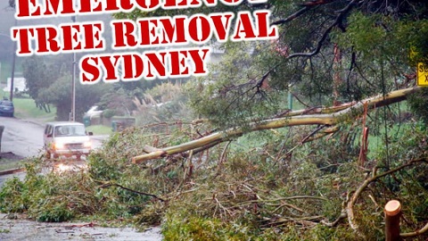 All Seasons Tree Lopping Services | Servicing Blacktown, Blue Mountains, Hills District, Windsor, Marsden Park Jordan Springs, Rouse Hill, Kellyville, Baulkham Hills, Bella Vista Carlingford Katoomba, Springwood, Emu Plains, Blaxland, 17 Muscio, Colyton NSW 2760, Australia | Phone: 0423 682 322