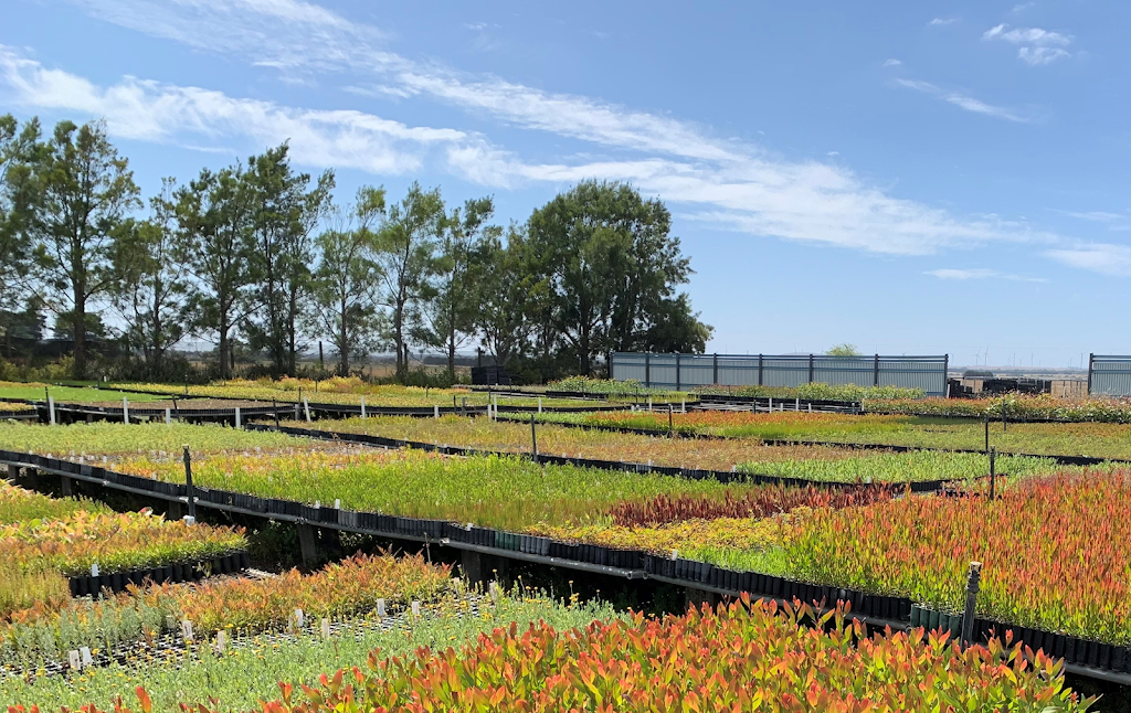 OzTrees Nursery | 569 Warrowie Rd, Irrewarra VIC 3249, Australia | Phone: 0455 988 961