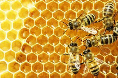 HoneyBee Hives |  | 28 Kangaroo Creek Rd, Coutts Crossing NSW 2460, Australia | 0411097275 OR +61 411 097 275