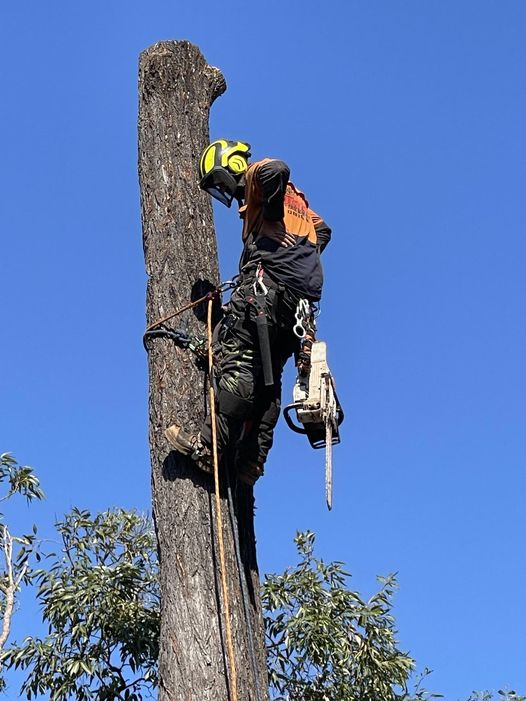 TBS Trees VIC | 152 Taylor St, Ascot VIC 3551, Australia | Phone: 0498 609 887