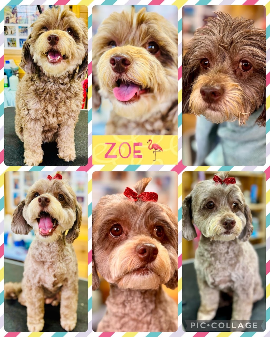 Shampooches Pet Grooming Salon | 3546 Mount Mee Rd, King Scrub, Dayboro QLD 4521, Australia | Phone: 0407 303 359
