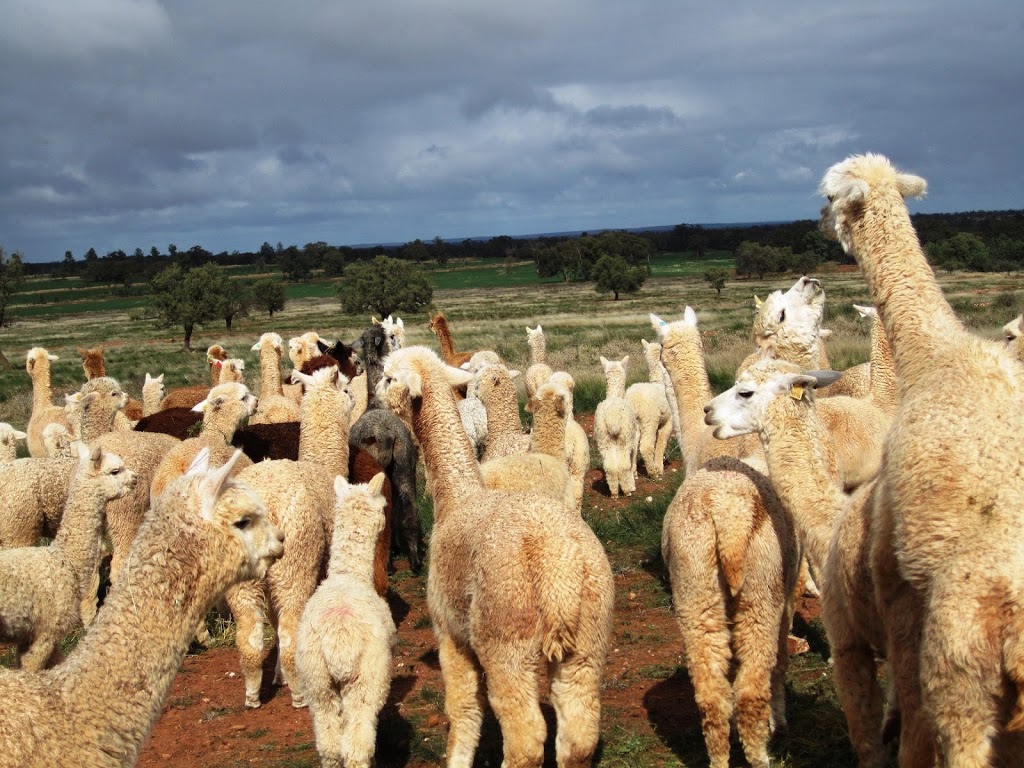 Signature Alpaca Farm | Grassmere Rd, Condobolin NSW 2877, Australia | Phone: 0447 957 665