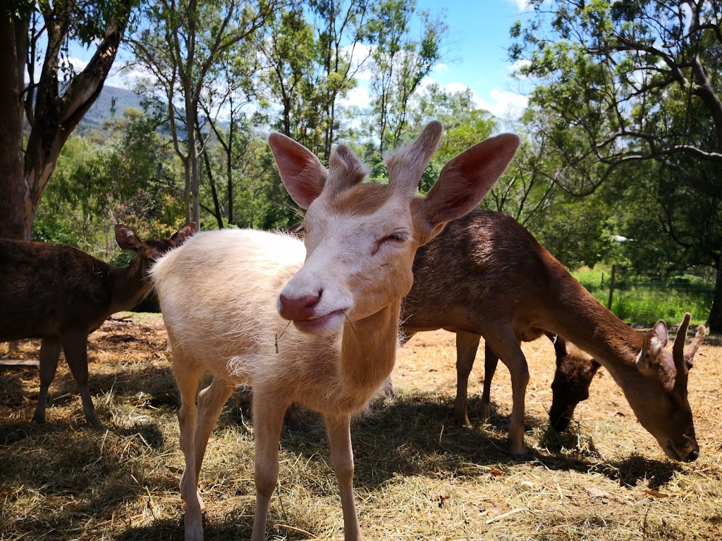 Lyell Deer Sanctuary | 6 Lyell Ct, Mount Samson QLD 4520, Australia | Phone: 0411 485 156