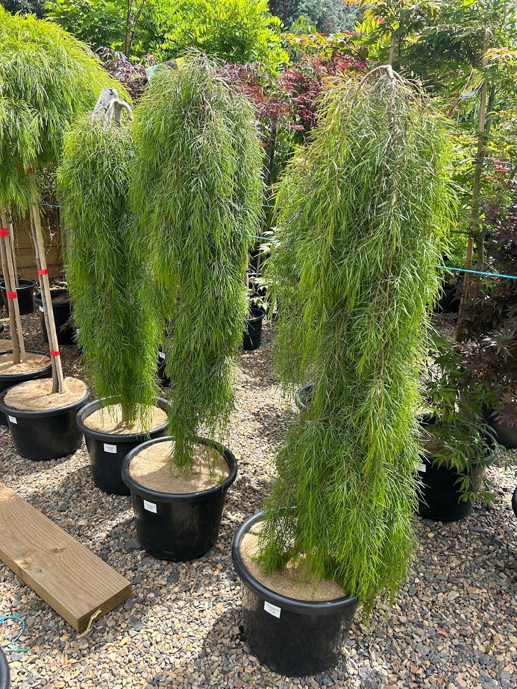 Garden queen plants sales | 14 Queensberry Ct, Hillside VIC 3037, Australia | Phone: 0470 622 773