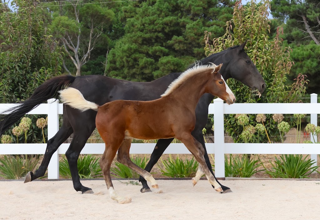 GrandView Sport Horses | 65 Landale Rd, Tooradin VIC 3980, Australia | Phone: 0420 903 789