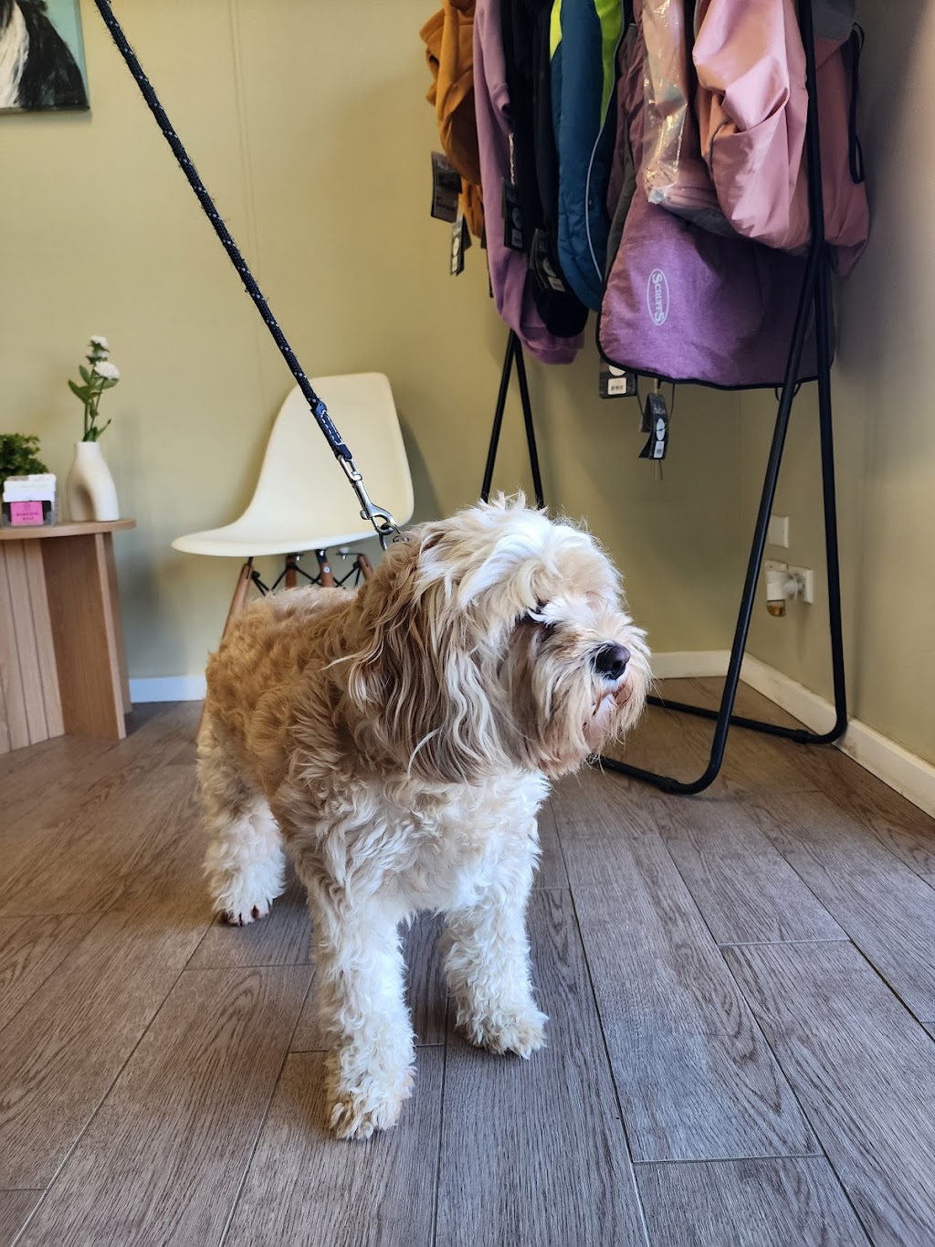 Wonderful Wagz Pet Grooming | 50 Dowell La, Barnawartha North VIC 3691, Australia | Phone: 0437 879 588