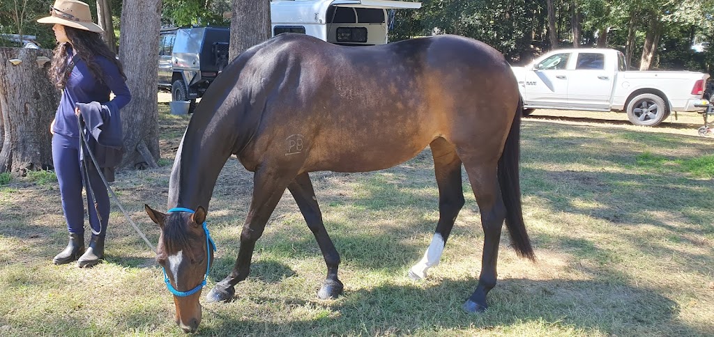 Equine Expression | Main Western Rd, Tamborine Mountain QLD 4272, Australia | Phone: 0400 774 157