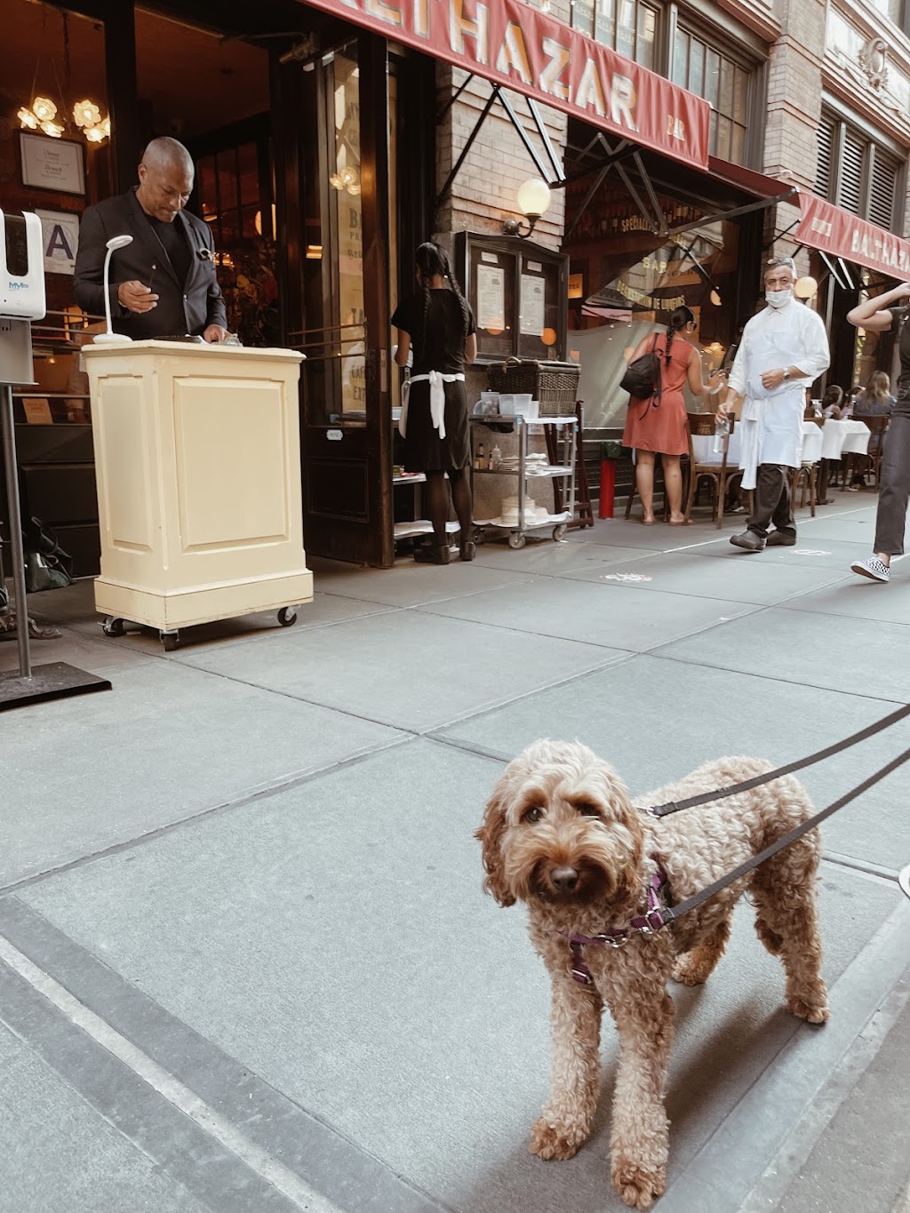 Tasmanian Labradoodles | 13121 Midland Hwy, Cleveland TAS 7211, Australia | Phone: (03) 6391 5778